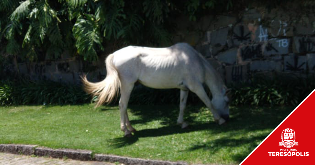 Leia mais sobre o artigo Ação da COPBEA registra presença de cavalo em via pública e proprietário será multado