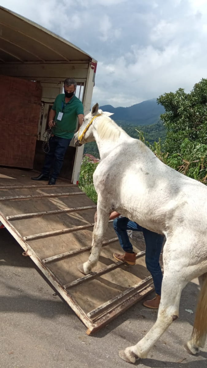 Após supostos maus-tratos, cuidadora de cavalo diz que animal é