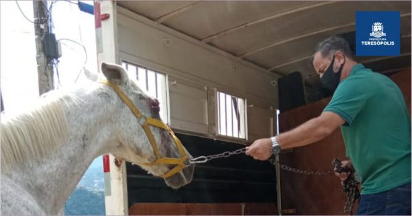 Leia mais sobre o artigo Coordenadoria de Proteção e Bem-Estar Animal resgata cavalo com maus tratos