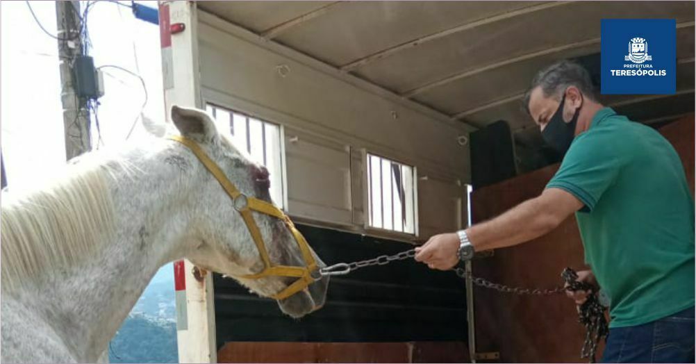 Leia mais sobre o artigo Coordenadoria de Proteção e Bem-Estar Animal resgata cavalo com maus tratos