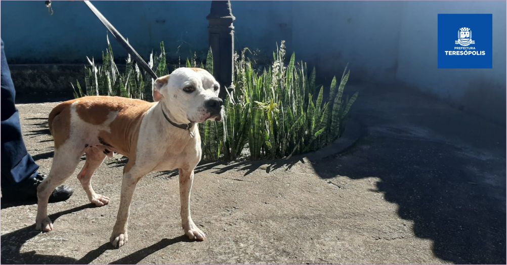 No momento, você está visualizando Cães resgatados por Coordenadoria de Proteção e Bem-Estar Animal aguardam adoção