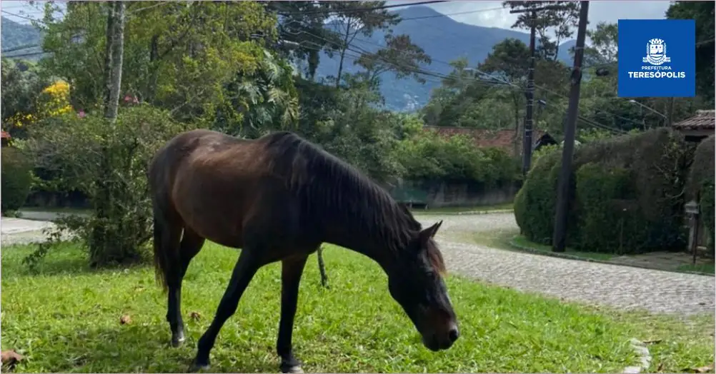 Você está visualizando atualmente Proprietários de cavalos soltos em ruas são multados pela Coordenadoria de Proteção e Bem-Estar Animal