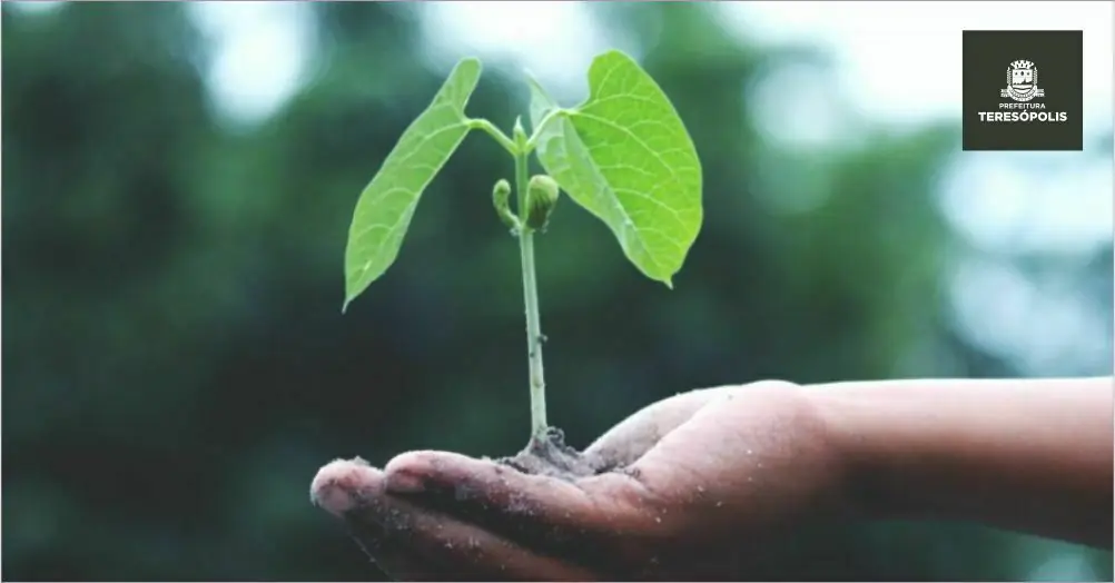No momento, você está visualizando Teresópolis prepara plantio de árvores para comemorar o Dia da Terra