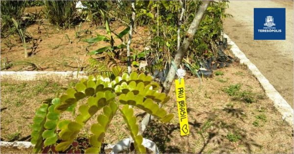 Leia mais sobre o artigo ‘Restaure nossa Terra’: área do Mirante da Granja Guarani vai receber mudas de árvores em comemoração pelo Dia da Terra