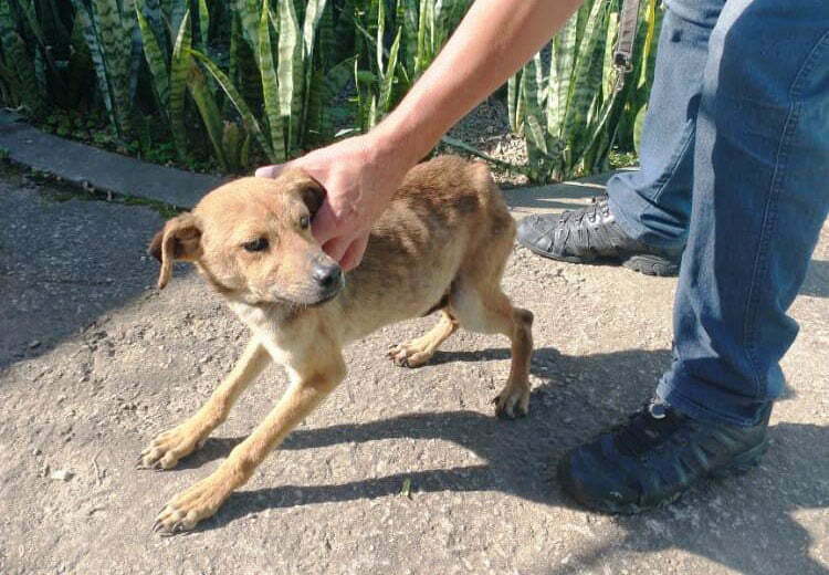 You are currently viewing COPBEA resgata 3 cães e dono recebe voz de prisão por crueldade animal