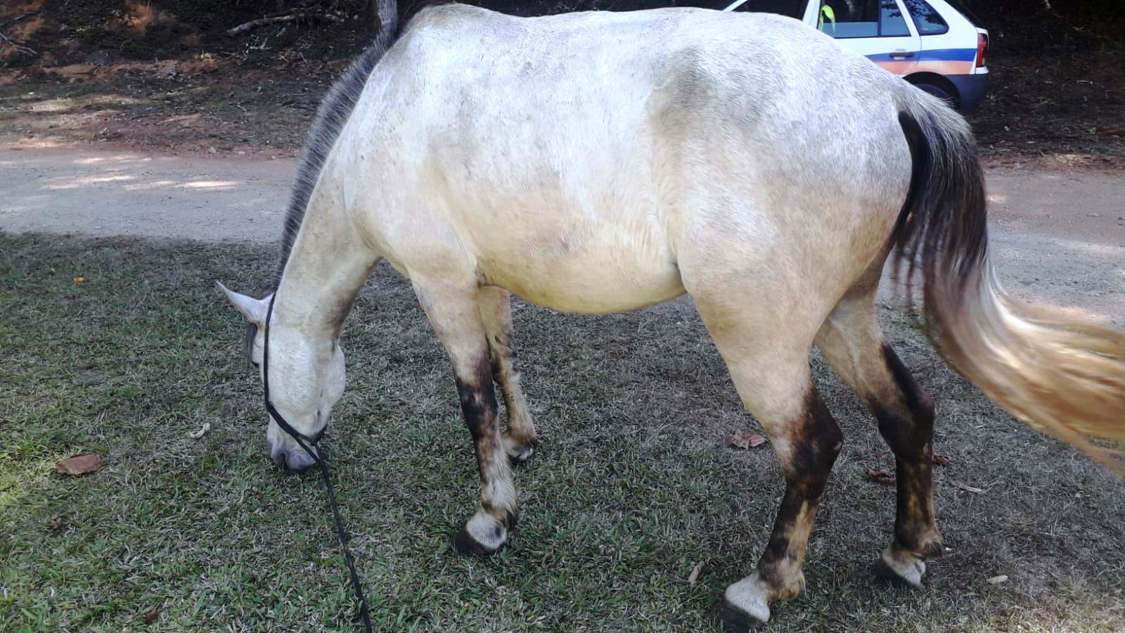 Leia mais sobre o artigo Equipe da COPBEA e da Guarda Municipal apreende mais um cavalo solto em via pública