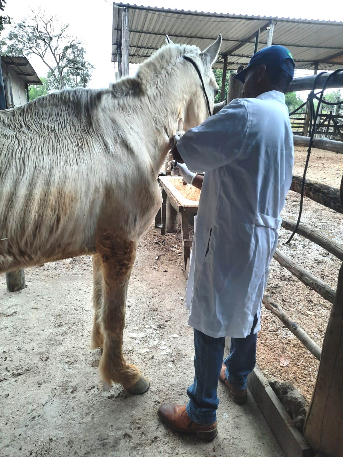 Carne de cavalo que seria vendida em feiras públicas é apreendida