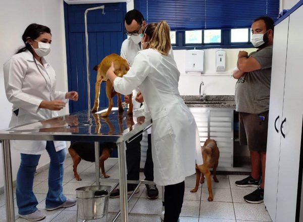 Leia mais sobre o artigo COPBEA atende denúncias de animais maltratados e orienta donos em situação de vulnerabilidade social