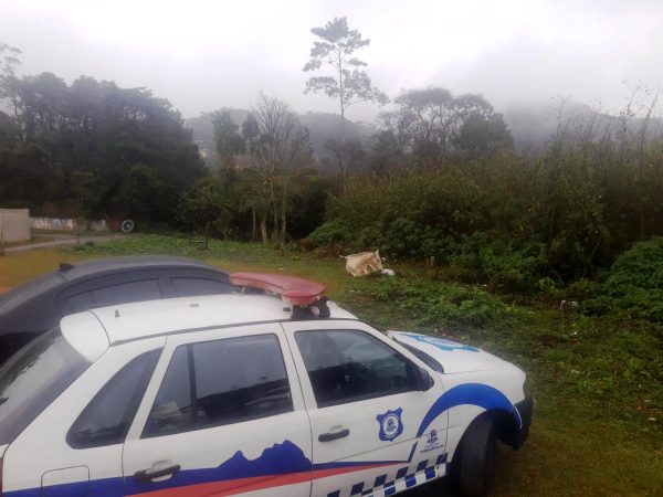 Leia mais sobre o artigo COPBEA alerta: cavalos e bois soltos nas ruas são apreendidos e enviados para o curral de apreensão de Seropédica