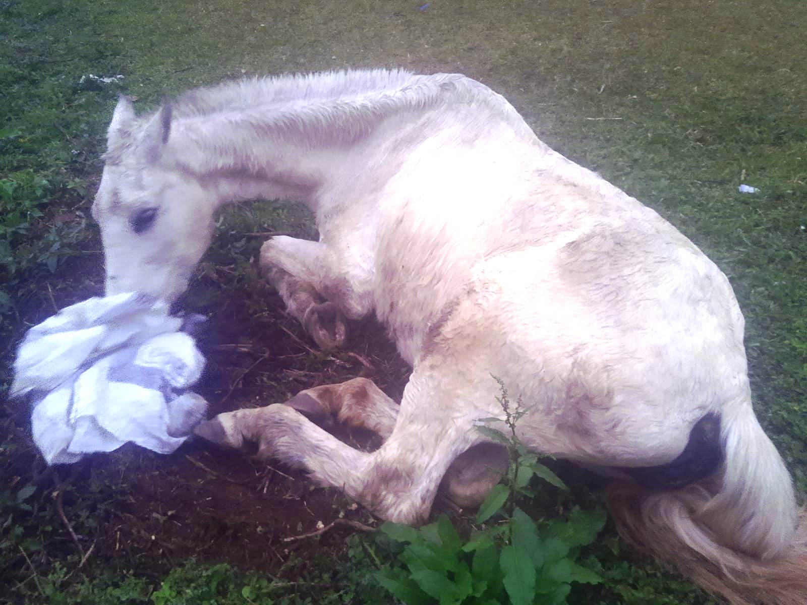 Carne de cavalo que seria vendida em feiras públicas é apreendida