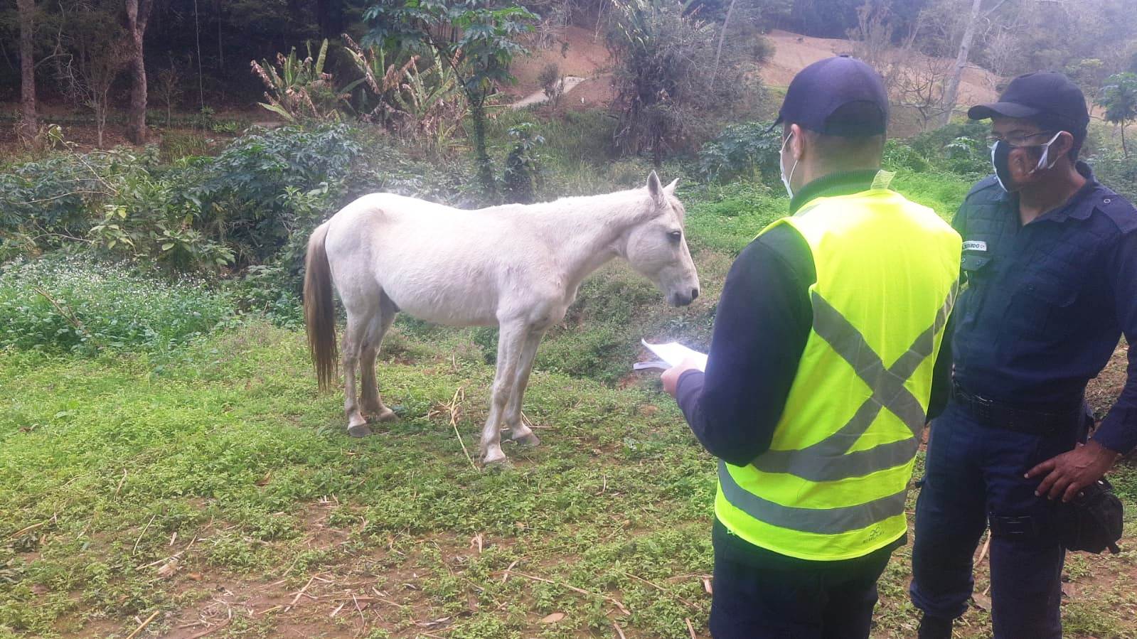 Você está visualizando atualmente Fiscalização percorre 18 bairros e apreende cavalo solto na rua para segurança no trânsito e proteção do animal