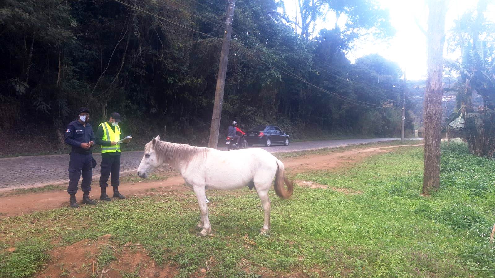 Cuidado! Tem cavalo pulando a cerca e causando prejuízos - Notibras