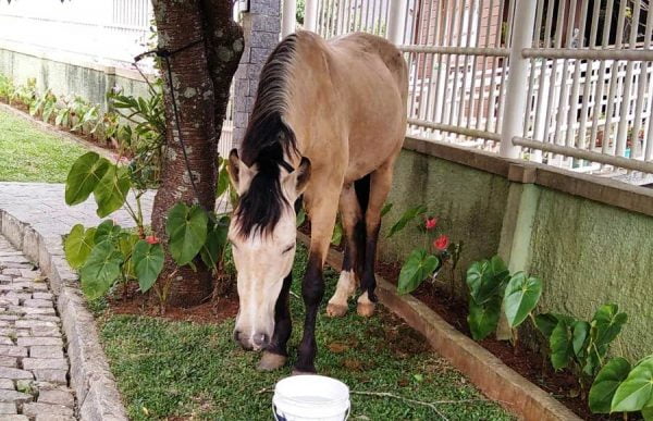 Leia mais sobre o artigo COPBEA alerta: animal apreendido em via pública só é liberado após pagamento das taxas, mesmo com a presença do dono