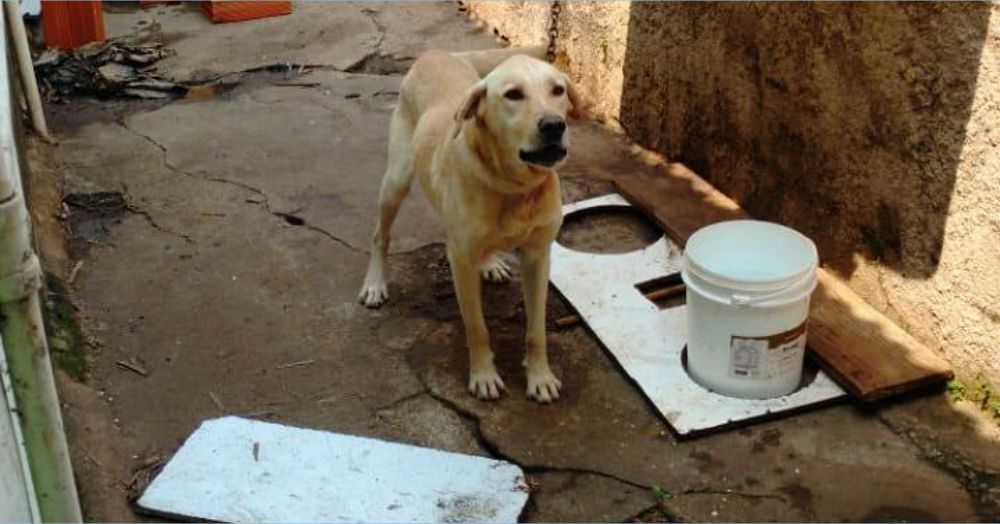 Você está visualizando atualmente COPBEA registra mais de 80% de resolução das denúncias de maus tratos a animais