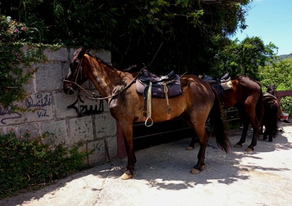 Leia mais sobre o artigo Aluguel de cavalos para passeio é proibido pela Prefeitura