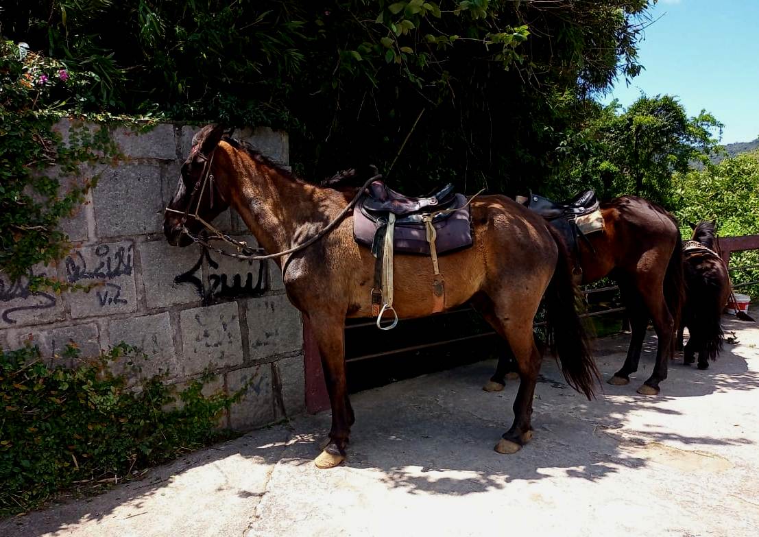 Leia mais sobre o artigo Aluguel de cavalos para passeio é proibido pela Prefeitura