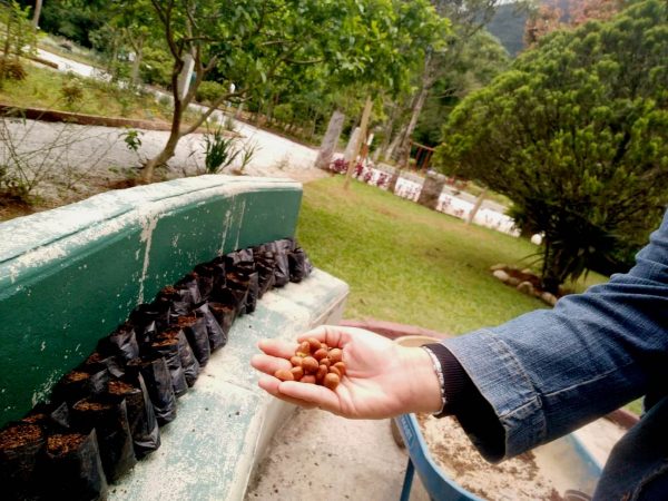 Read more about the article Consciência ambiental e diversão: Horto Municipal ganha 40 mudas de flores e 6 mil sacos para o plantio de sementes