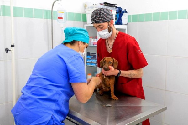 Read more about the article Teresópolis lança programa municipal de castração animal gratuita