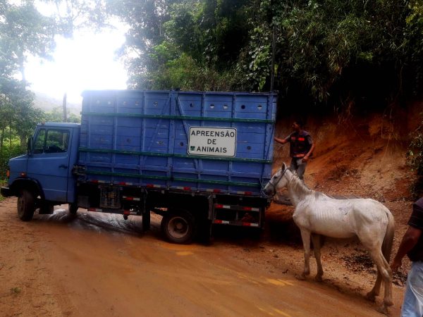 Leia mais sobre o artigo Cavalo debilitado resgatado pela COPBEA é enviado para curral de apreensão em Seropédica