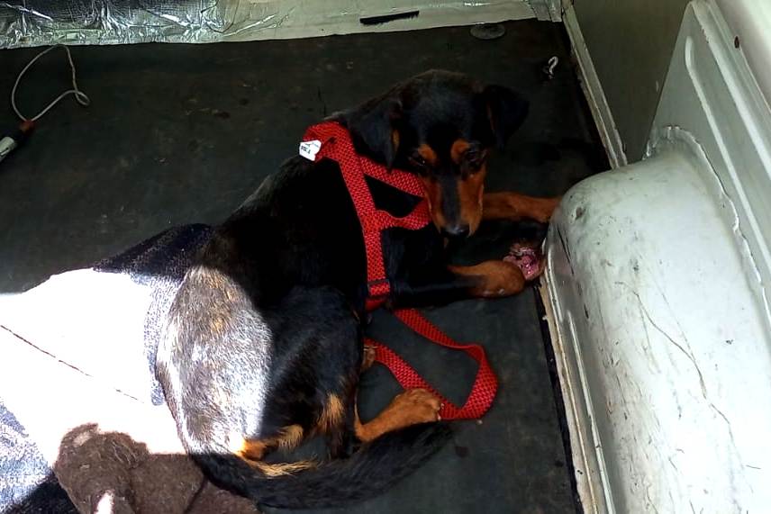 Leia mais sobre o artigo Cães atropelados são resgatados pela COPBEA e colocados para adoção