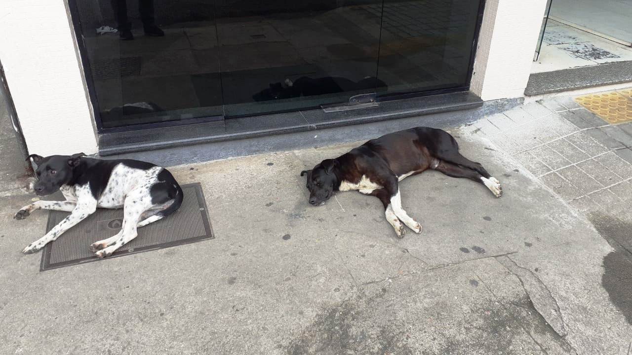 Leia mais sobre o artigo Programa gratuito da Prefeitura de Teresópolis castrou 172 cães e gatos em dois meses