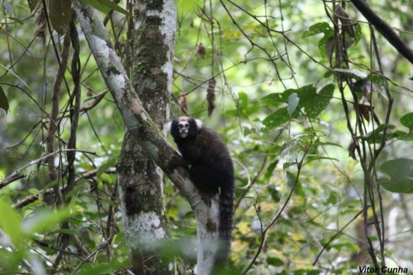 Leia mais sobre o artigo Parque Natural Municipal Montanhas de Teresópolis (PNMMT) recebe incentivo internacional para conservação de espécie de primata ameaçada de extinção