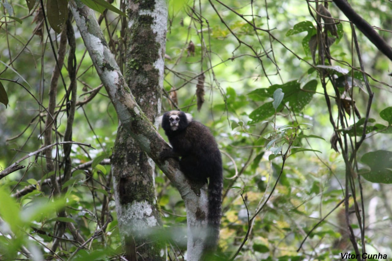 Você está visualizando atualmente Parque Natural Municipal Montanhas de Teresópolis (PNMMT) recebe incentivo internacional para conservação de espécie de primata ameaçada de extinção