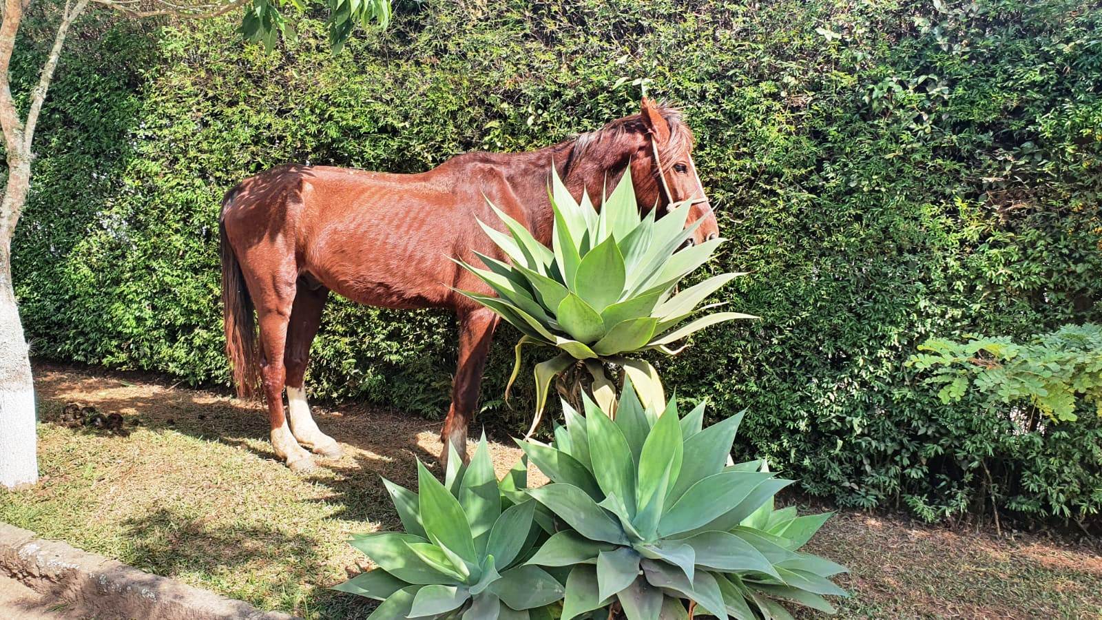 Você está visualizando atualmente COPBEA resgata mais um cavalo debilitado abandonado em via pública