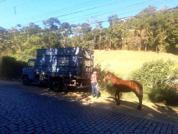 Leia mais sobre o artigo Cavalo resgatado pela COPBEA é enviado para curral de apreensão em Seropédica