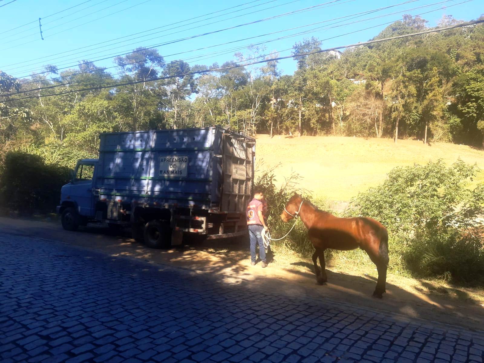 You are currently viewing Cavalo resgatado pela COPBEA é enviado para curral de apreensão em Seropédica