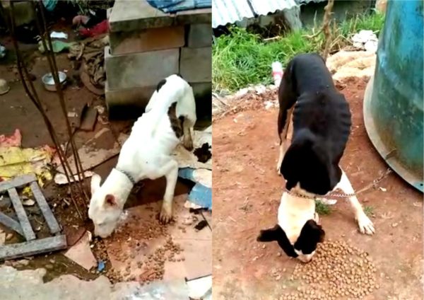 Leia mais sobre o artigo Vítimas de maus tratos, dois cães resgatados pela COPBEA aguardam lar temporário