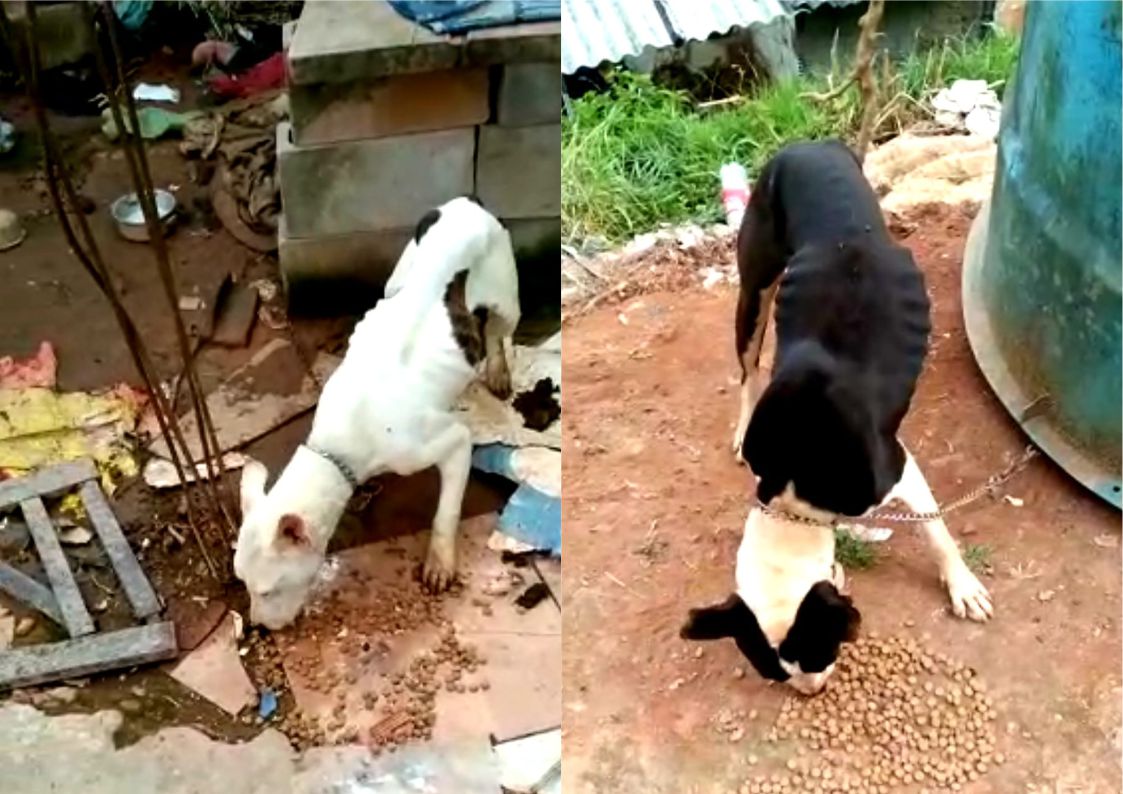 You are currently viewing Vítimas de maus tratos, dois cães resgatados pela COPBEA aguardam lar temporário