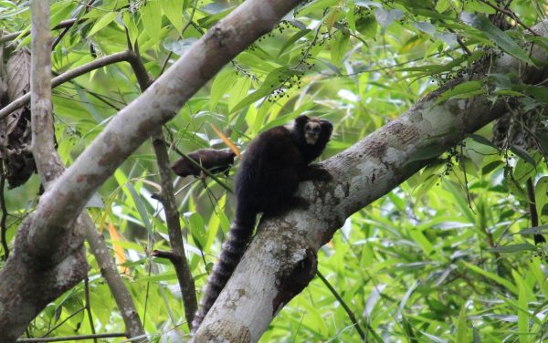 Leia mais sobre o artigo Ações do Parque Natural Municipal Montanhas de Teresópolis para a conservação do sagui-da-serra escuro são divulgadas no XIX Congresso Brasileiro de Primatologia