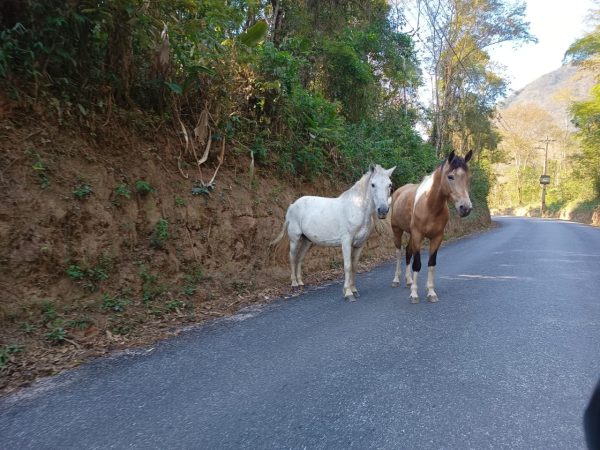 Leia mais sobre o artigo COPBEA em ação: Proprietários de cavalos soltos em vias públicas são multados