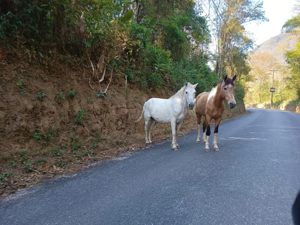 No momento, você está visualizando COPBEA em ação: Proprietários de cavalos soltos em vias públicas são multados