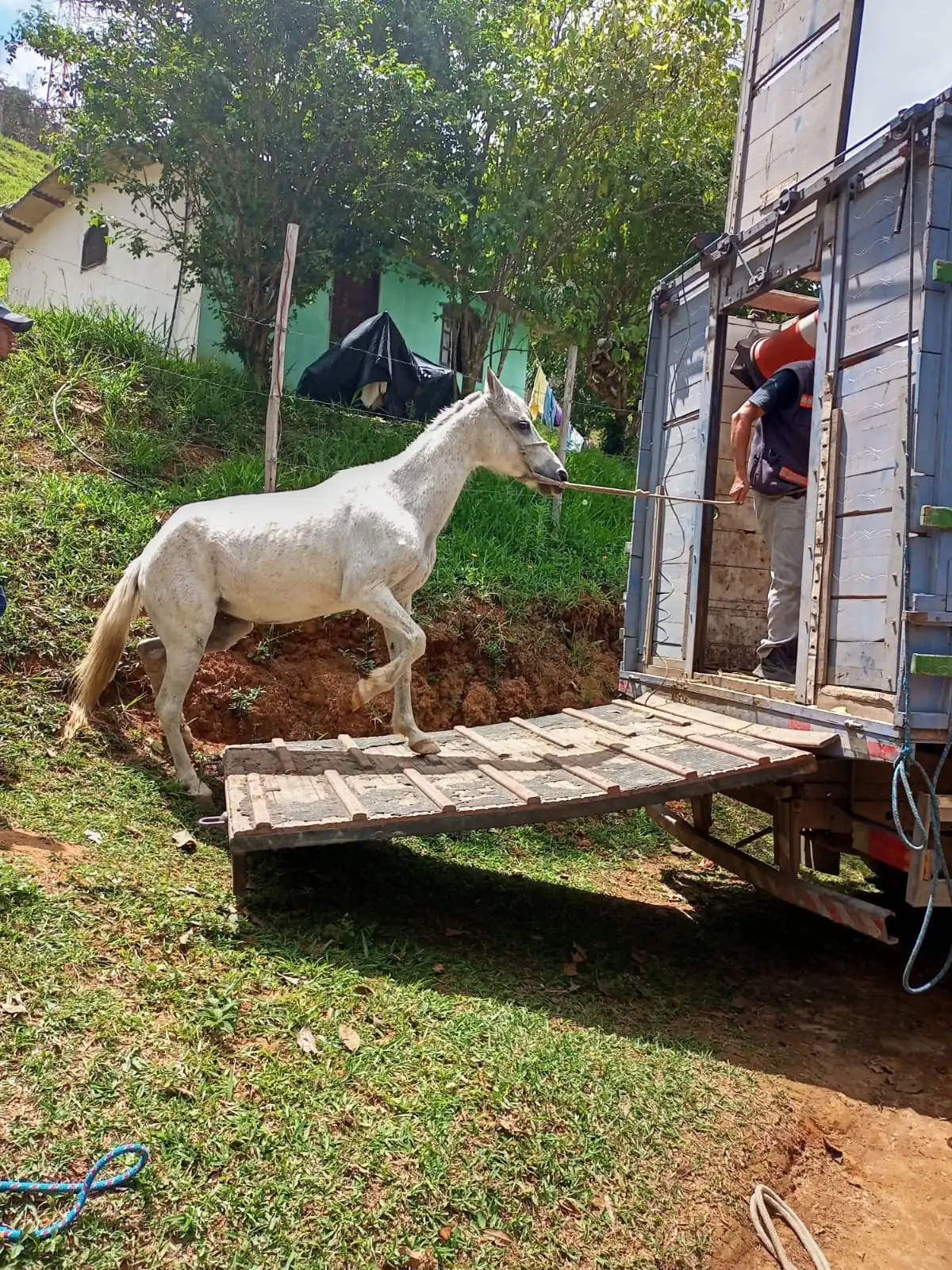 Cuidado! Tem cavalo pulando a cerca e causando prejuízos - Notibras