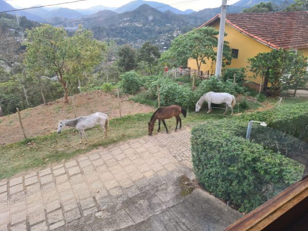 Leia mais sobre o artigo COPBEA alerta: Um cavalo e duas éguas soltos nas ruas são apreendidos e enviados para o curral de apreensão de Seropédica