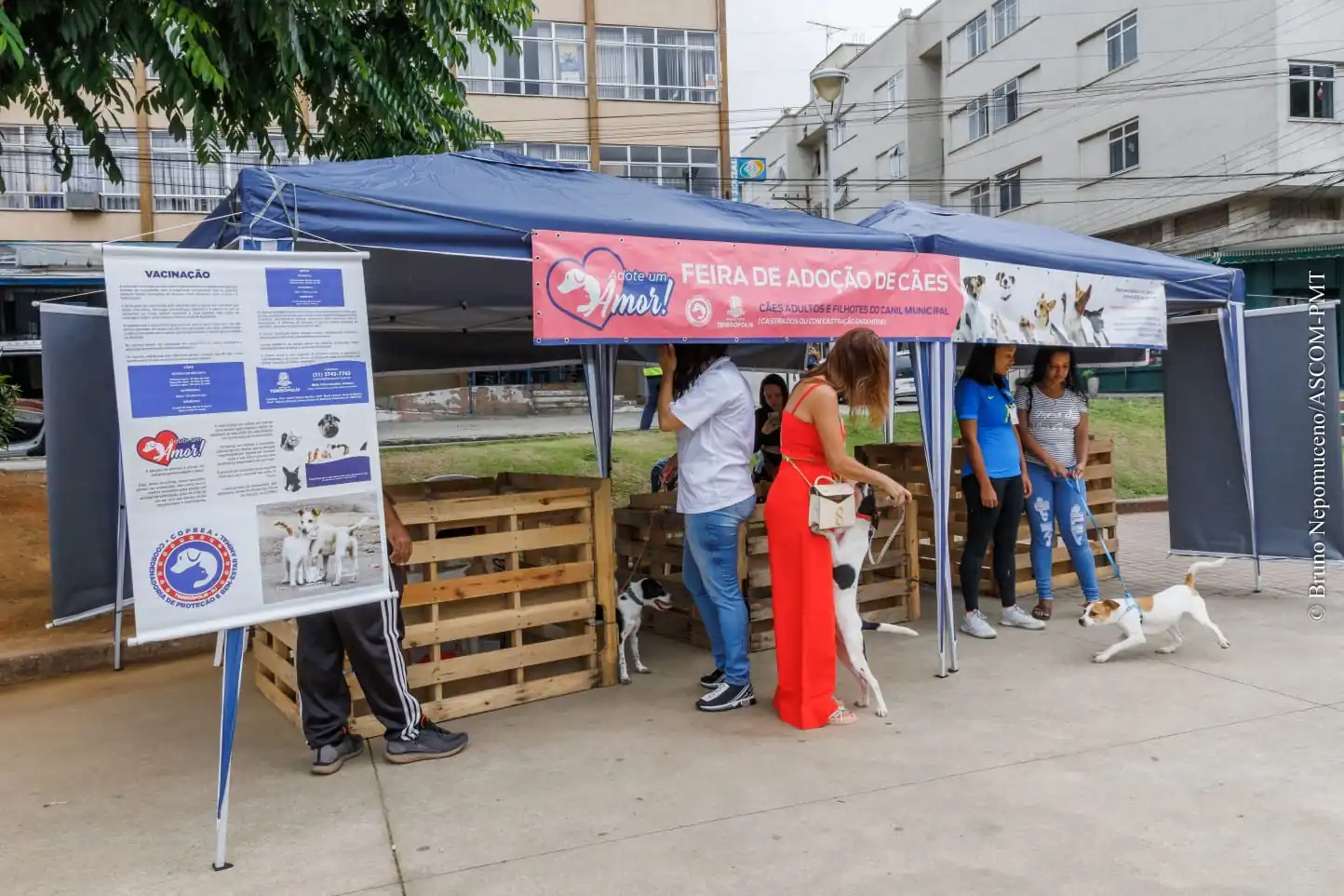 Você está visualizando atualmente ‘Adote um Amor’: feira de adoção de cães da COPBEA acontece neste sábado, 21/01, na Praça Santa Teresa