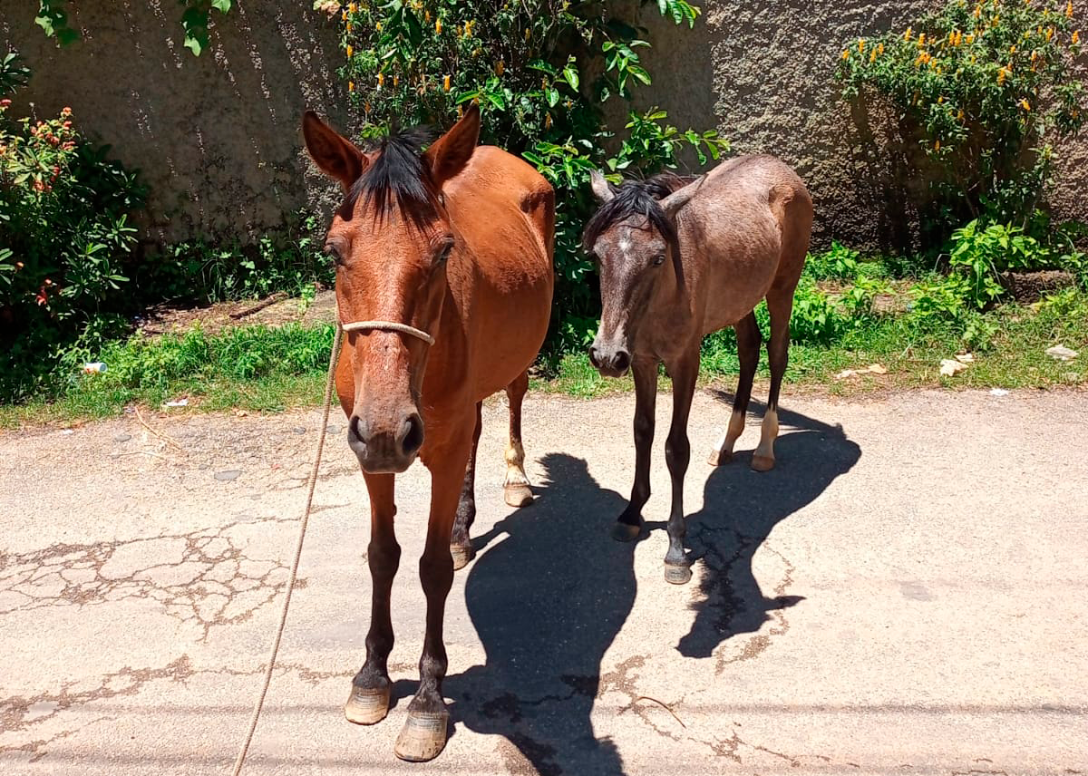 Você está visualizando atualmente COPBEA em ação: Dois cavalos são resgatados e enviados para o curral de apreensão em Seropédica