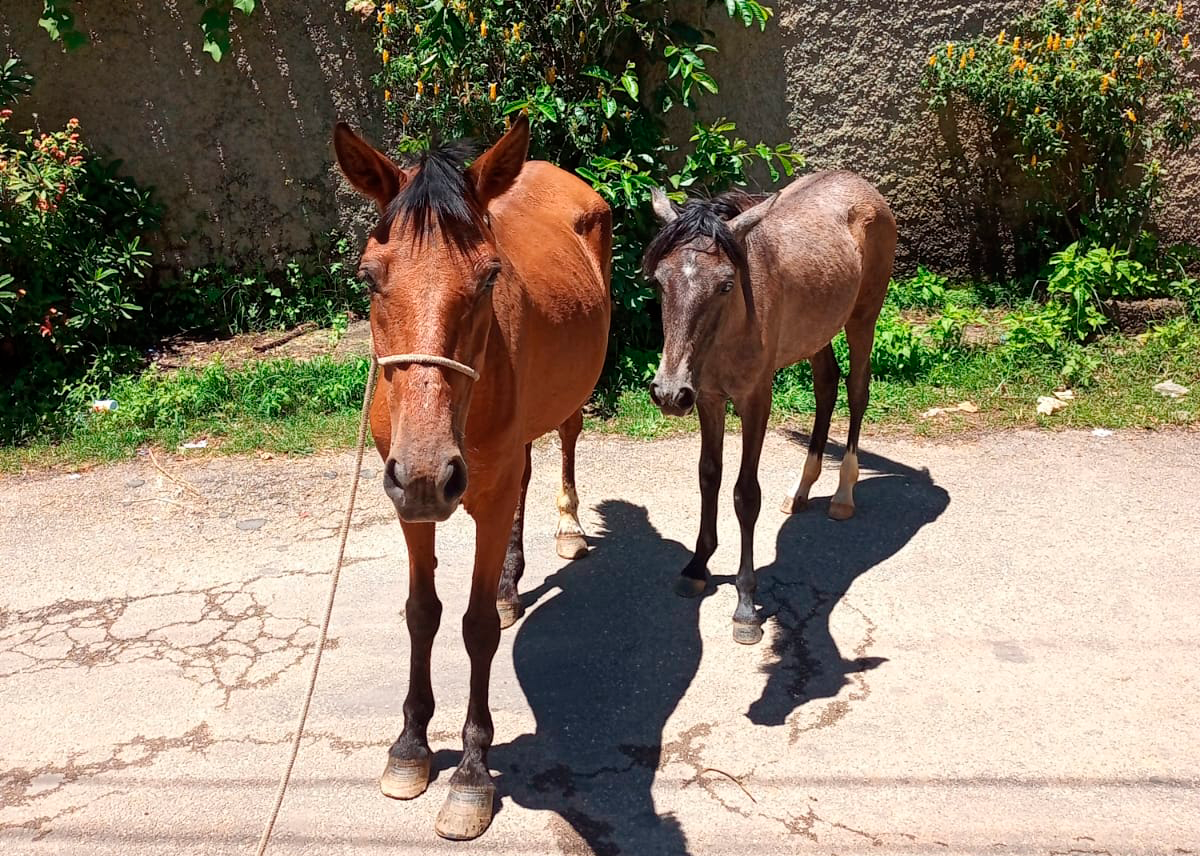 Leia mais sobre o artigo COPBEA em ação: Dois cavalos são resgatados e enviados para o curral de apreensão em Seropédica