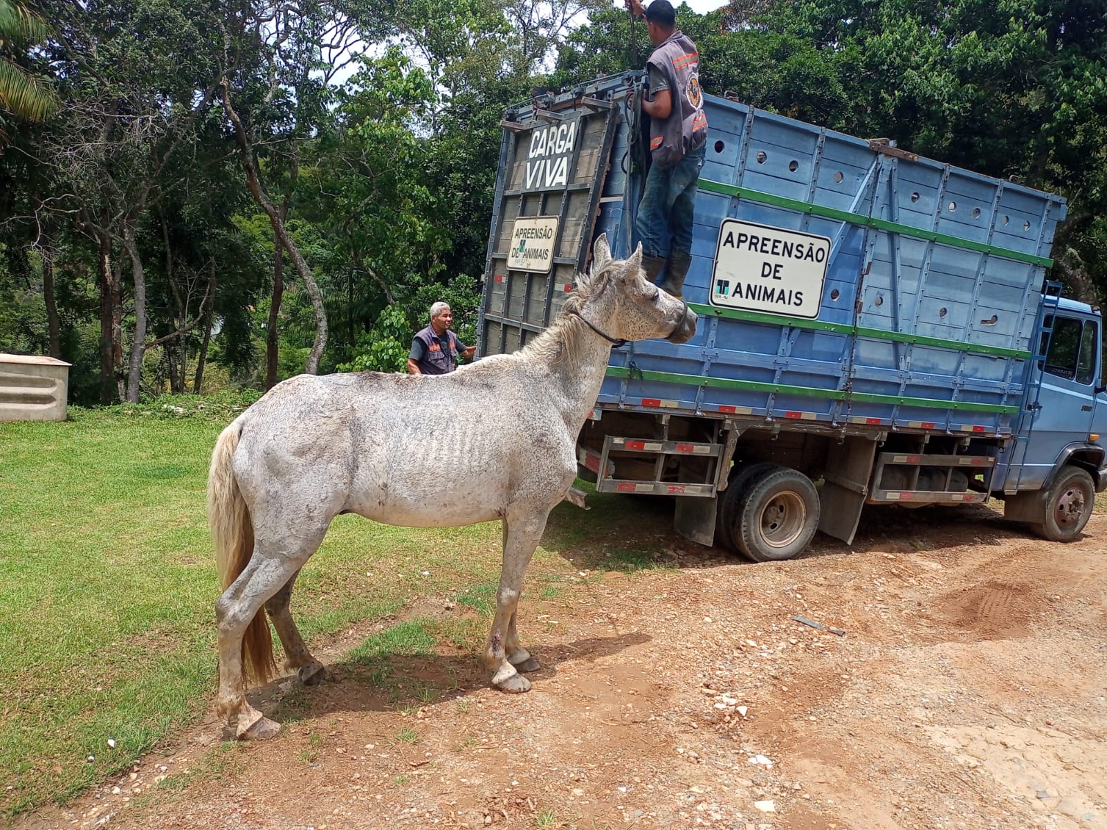 Read more about the article Cavalo resgatado pela COPBEA é enviado para curral de apreensão em Seropédica