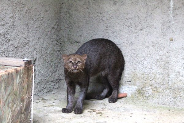 Leia mais sobre o artigo Parque Municipal Montanhas de Teresópolis e CETAS-IBAMA devolvem espécie de felino ameaçado de extinção para a natureza