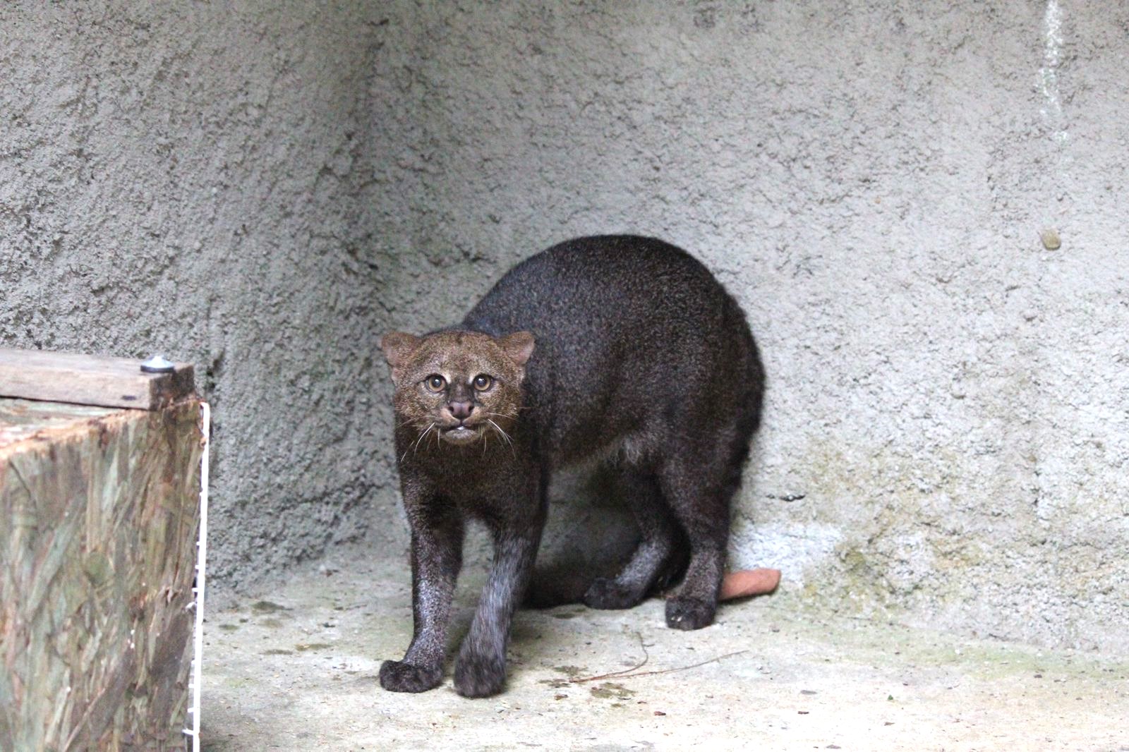 Você está visualizando atualmente Parque Municipal Montanhas de Teresópolis e CETAS-IBAMA devolvem espécie de felino ameaçado de extinção para a natureza