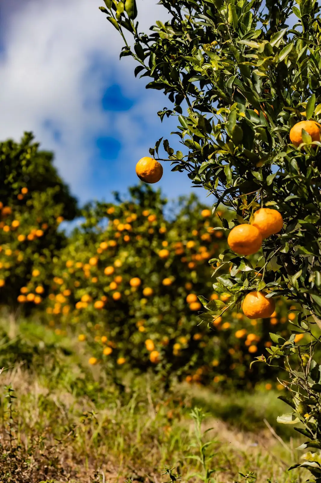 No momento, você está visualizando  Teresópolis colhe frutos e celebra com sabor: vem aí a Festa da Ponkan 2025