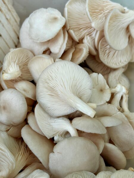 Leia mais sobre o artigo 2º distrito se destaca no agroturismo fungífero