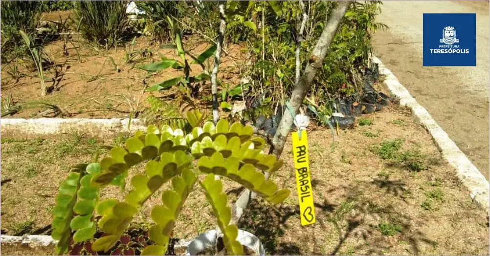 No momento, você está visualizando ‘Restaure nossa Terra’: área do Mirante da Granja Guarani vai receber mudas de árvores em comemoração pelo Dia da Terra