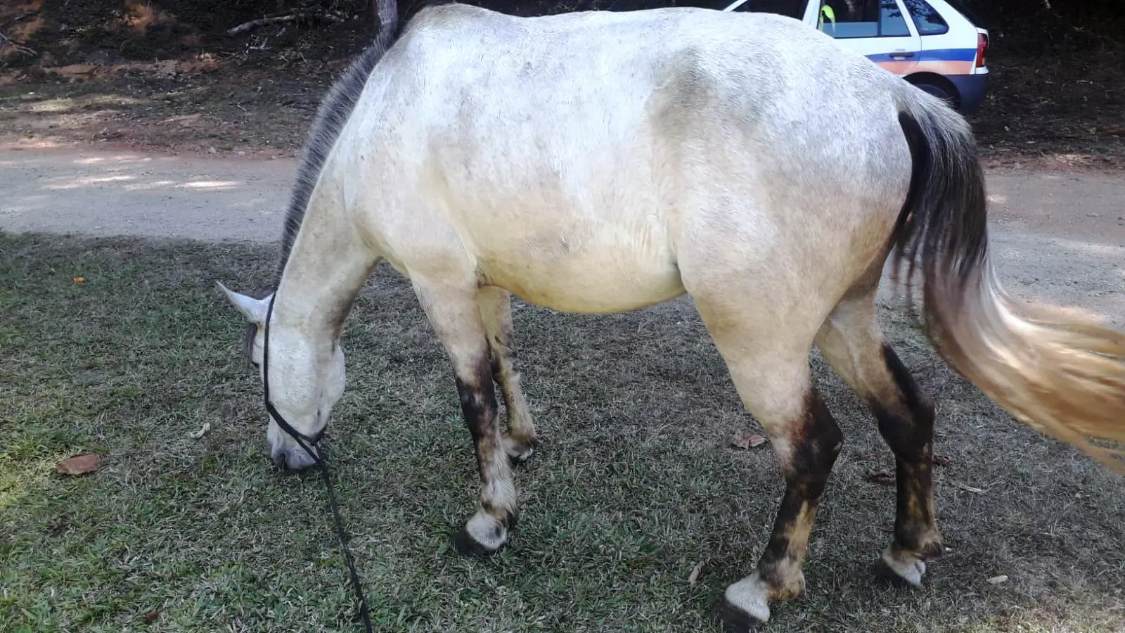No momento, você está visualizando Equipe da COPBEA e da Guarda Municipal apreende mais um cavalo solto em via pública