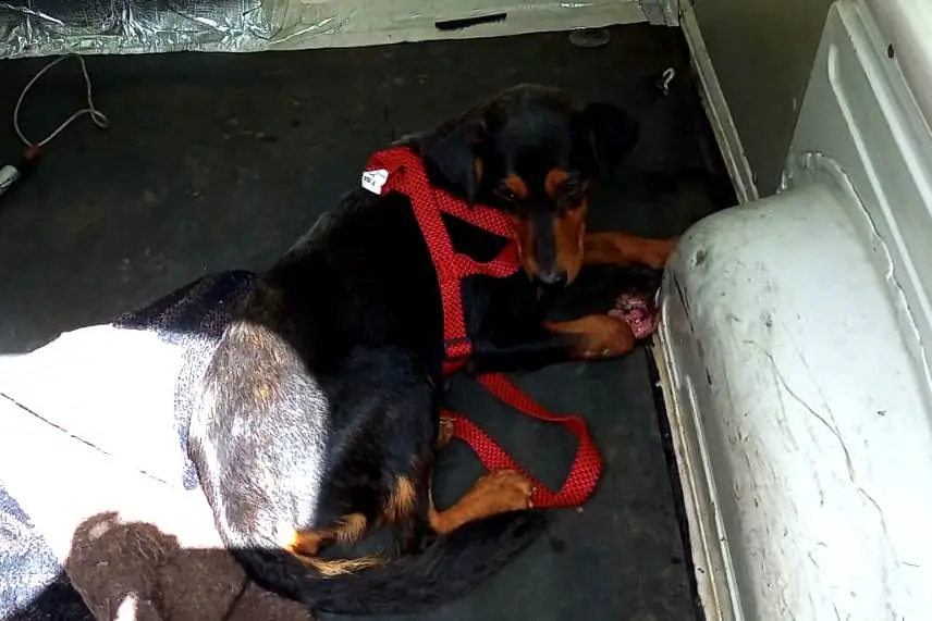 No momento, você está visualizando Cães atropelados são resgatados pela COPBEA e colocados para adoção