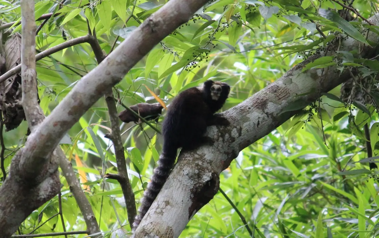 No momento, você está visualizando Ações do Parque Natural Municipal Montanhas de Teresópolis para a conservação do sagui-da-serra escuro são divulgadas no XIX Congresso Brasileiro de Primatologia