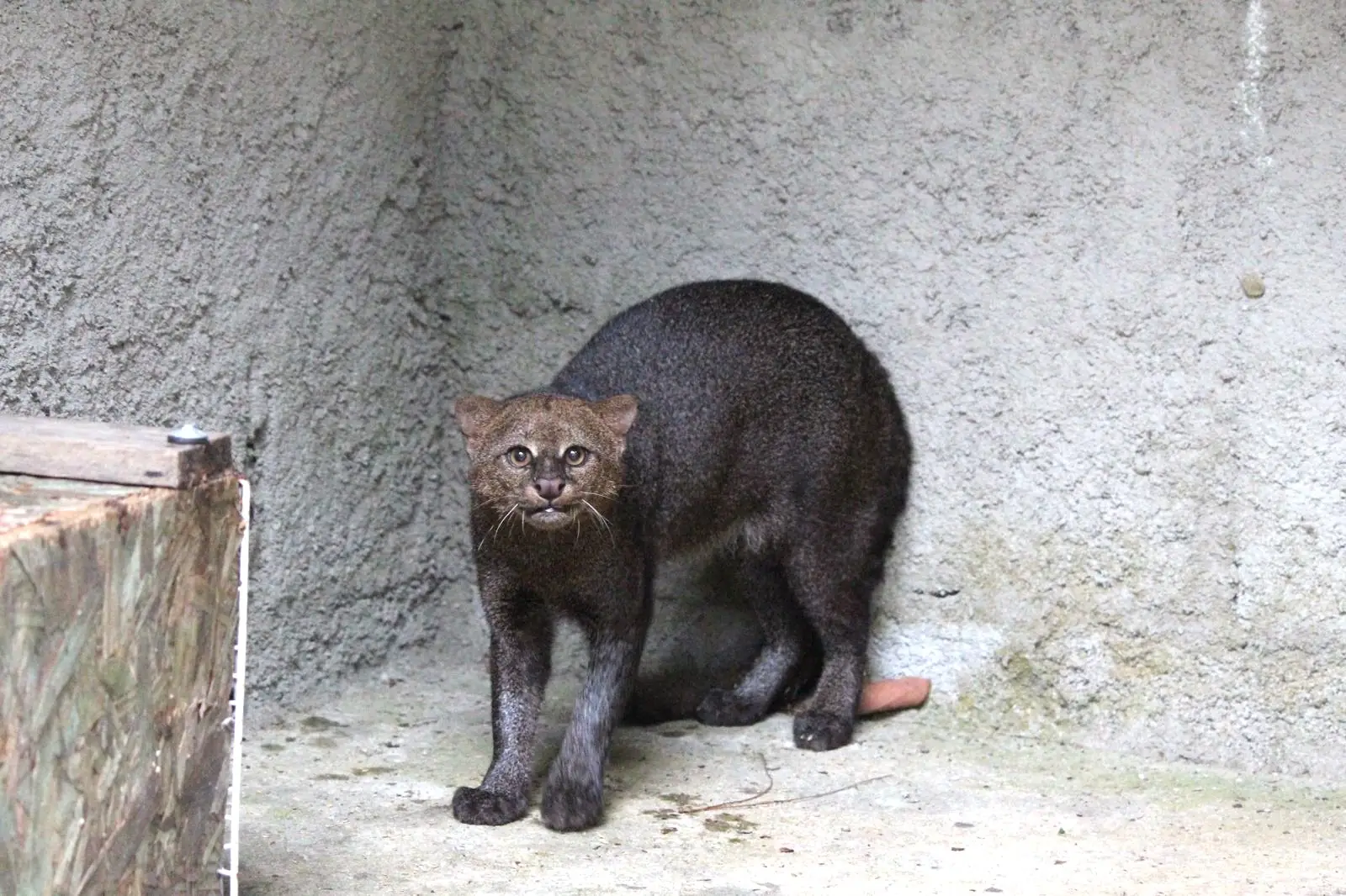 No momento, você está visualizando Parque Municipal Montanhas de Teresópolis e CETAS-IBAMA devolvem espécie de felino ameaçado de extinção para a natureza